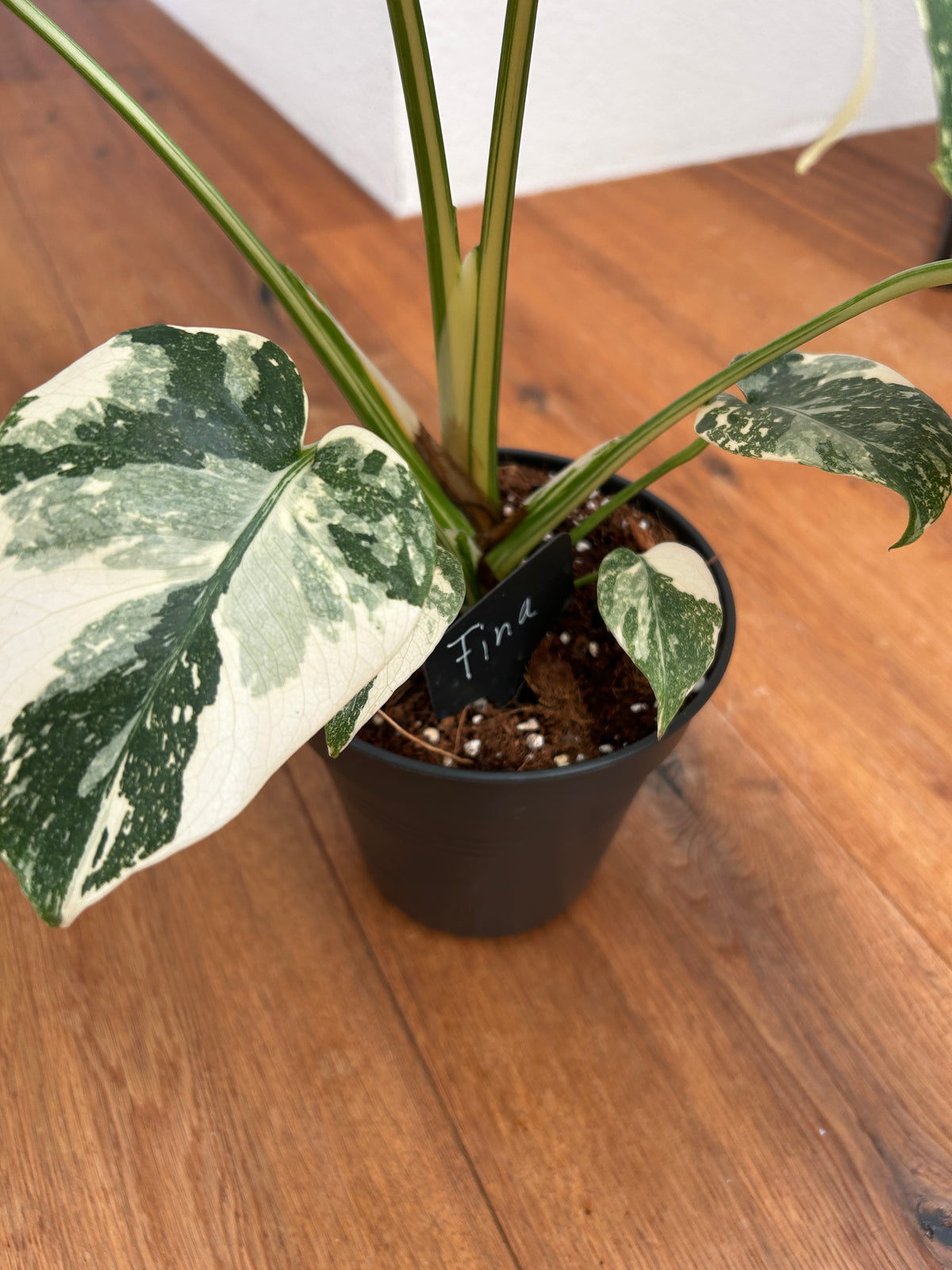 Monstera Thai Constellation