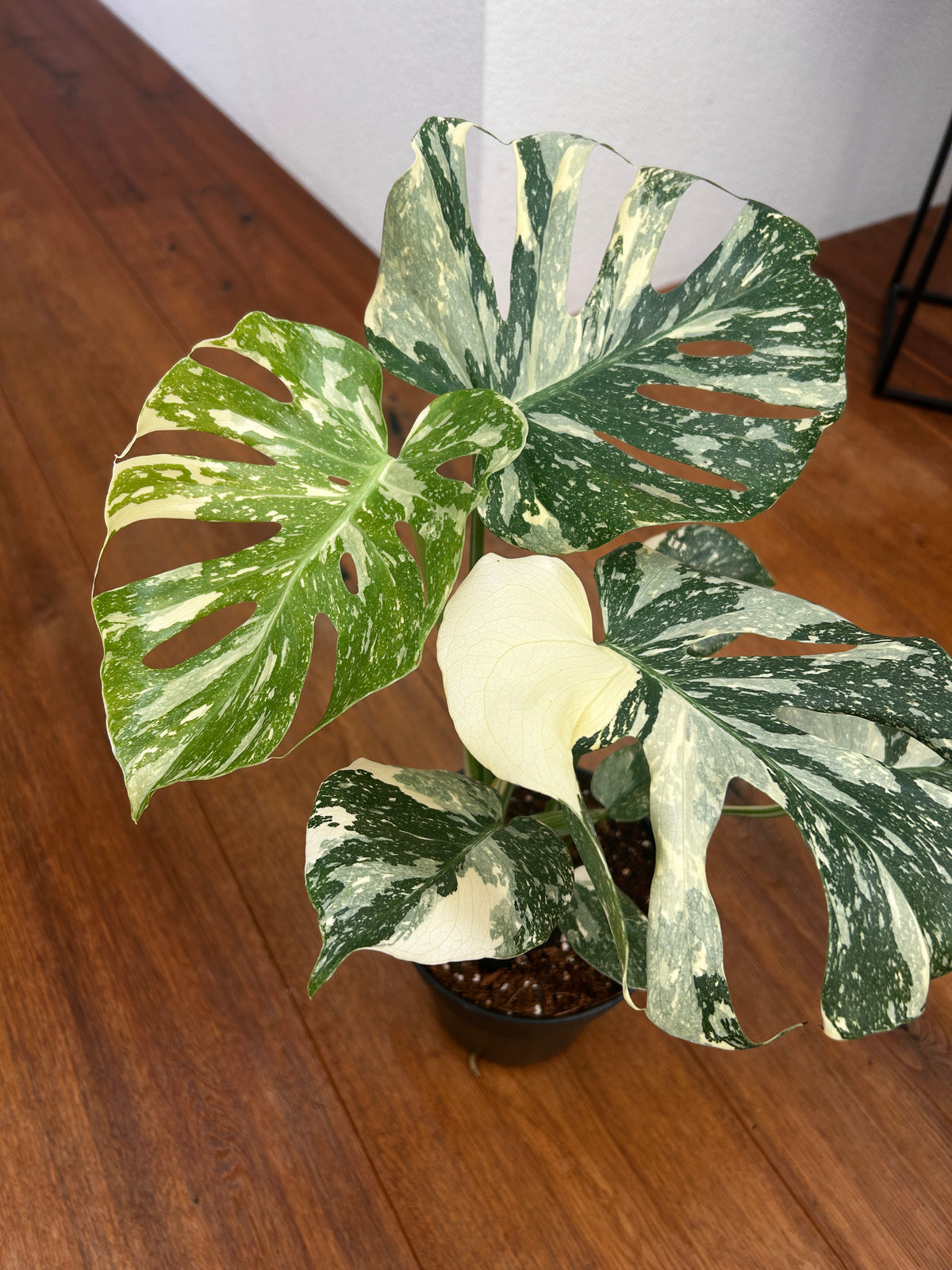 Monstera Thai Constellation