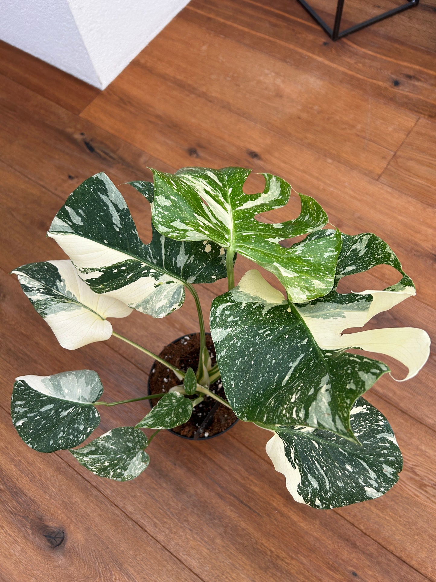Monstera Thai Constellation