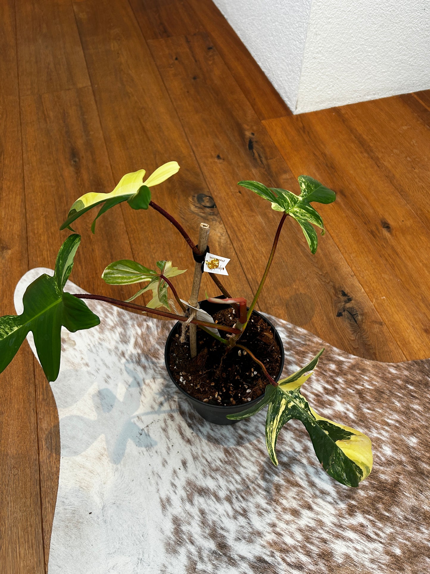 Philodendron Florida Beauty