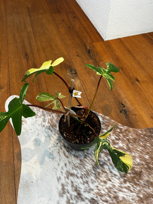Philodendron Florida Beauty