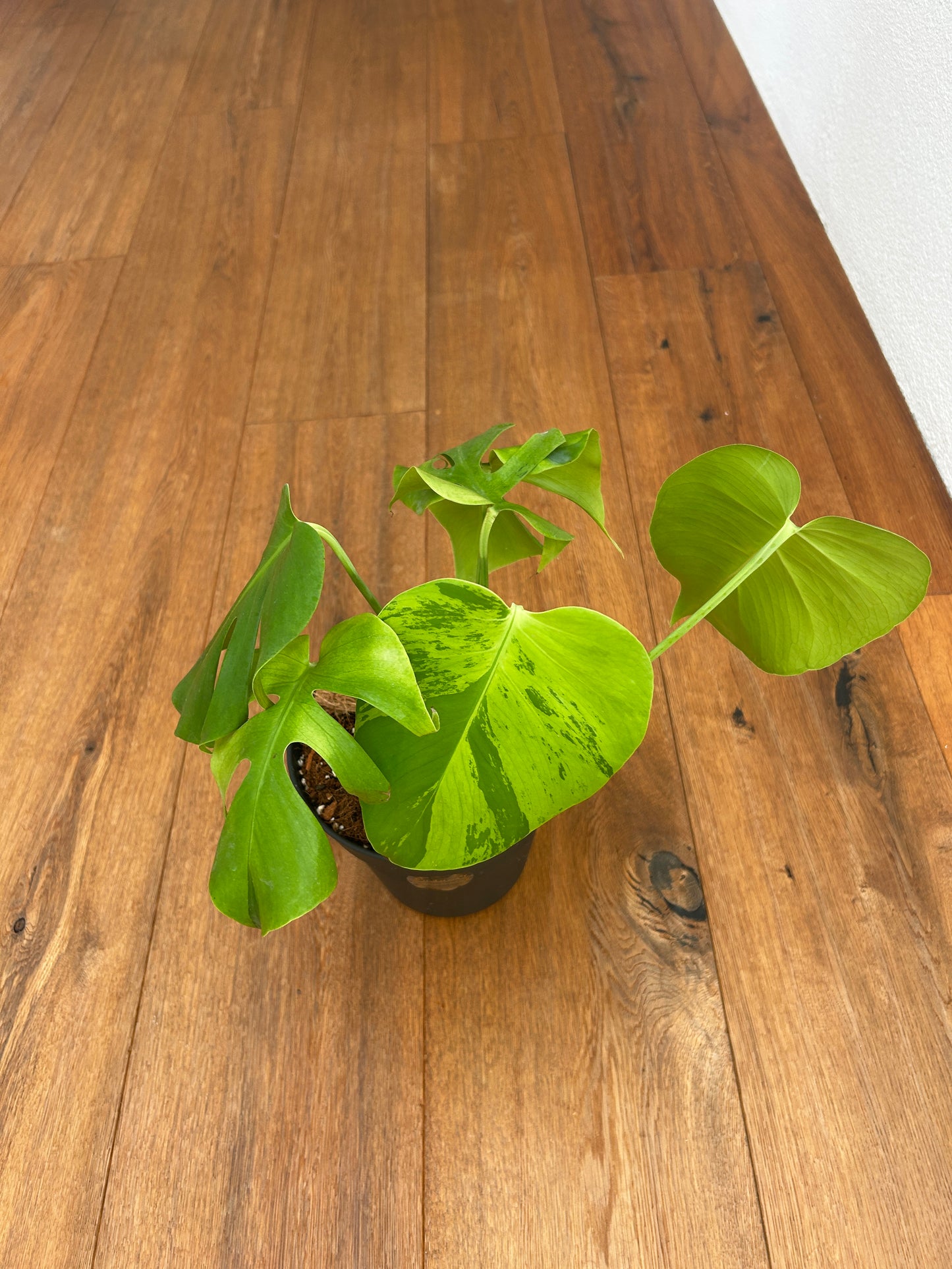 Monstera Light Lime