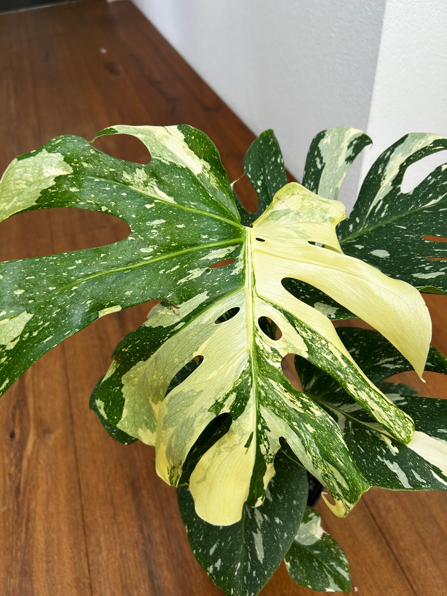 Monstera Thai Constellation Top Genetik