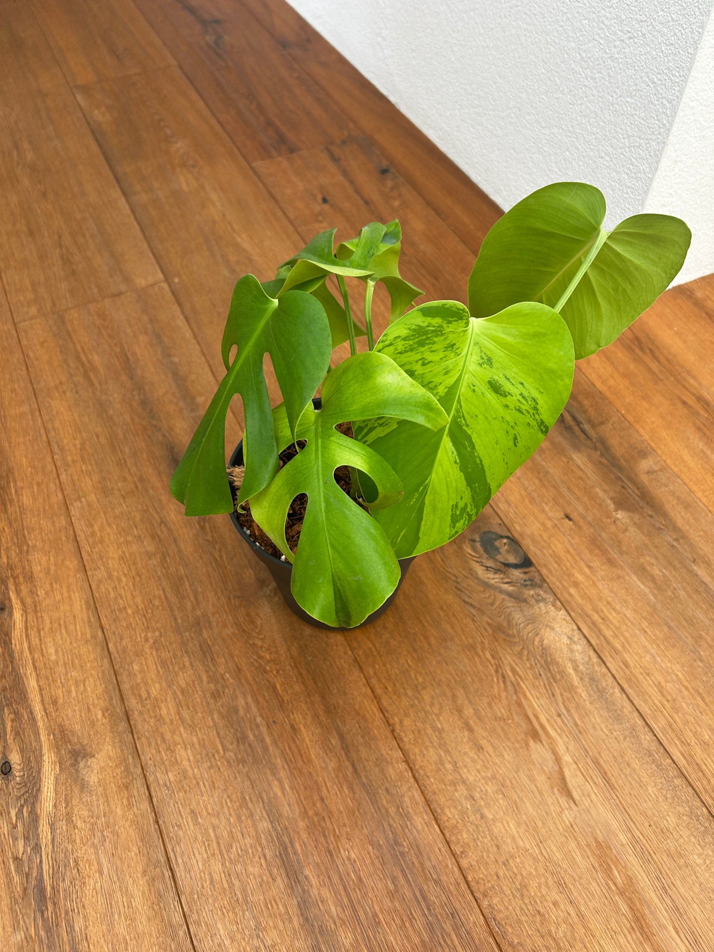Monstera Light Lime