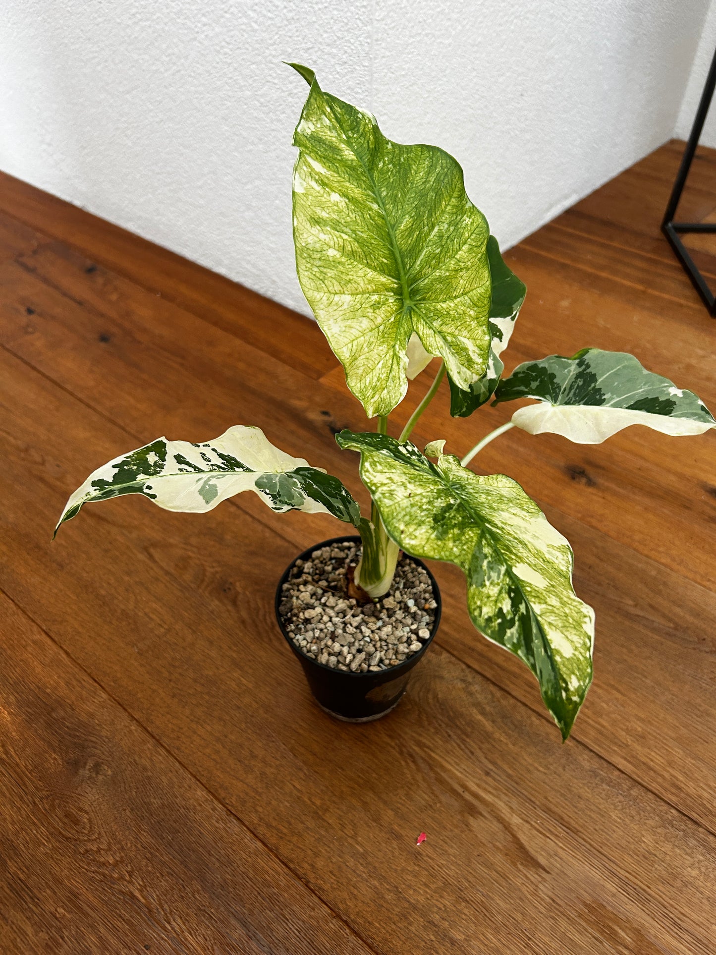 Alocasia Macrorrhiza Variegata Mint