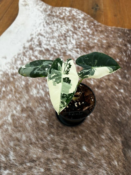 Alocasia Frydrek Variegata