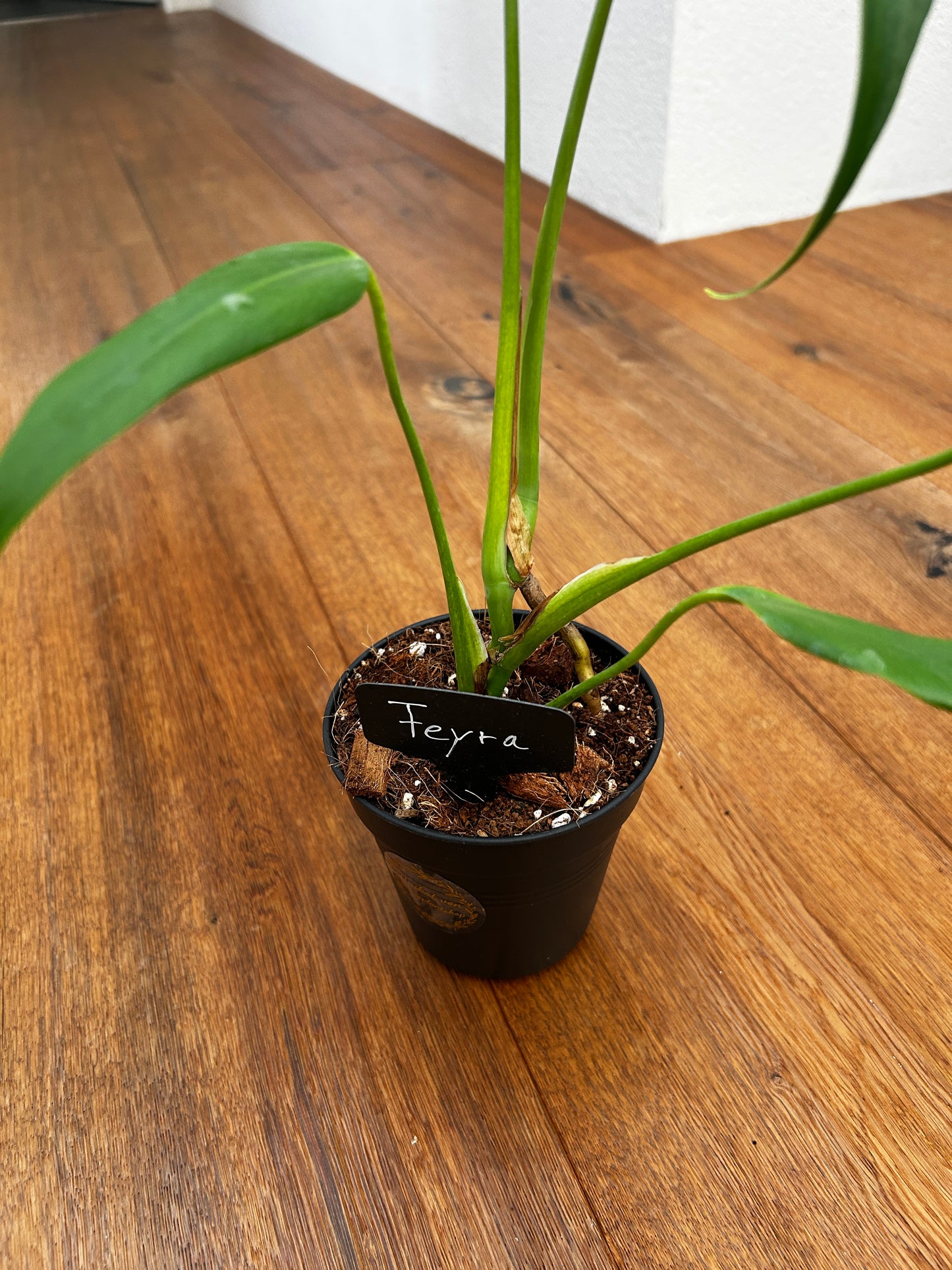 Monstera Burle Marx Flame