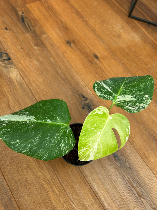 Monstera albo
