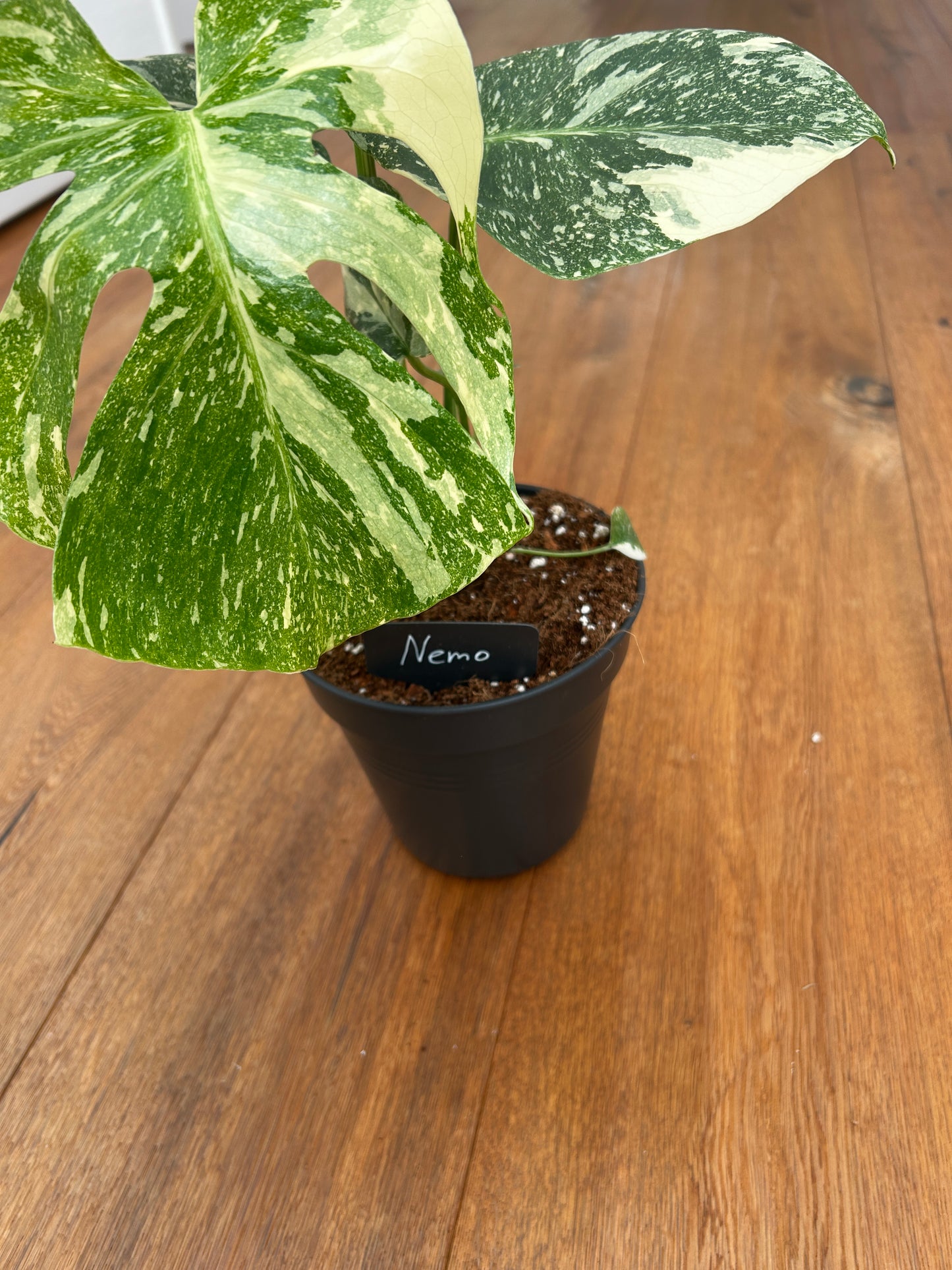 Monstera Thai Constellation