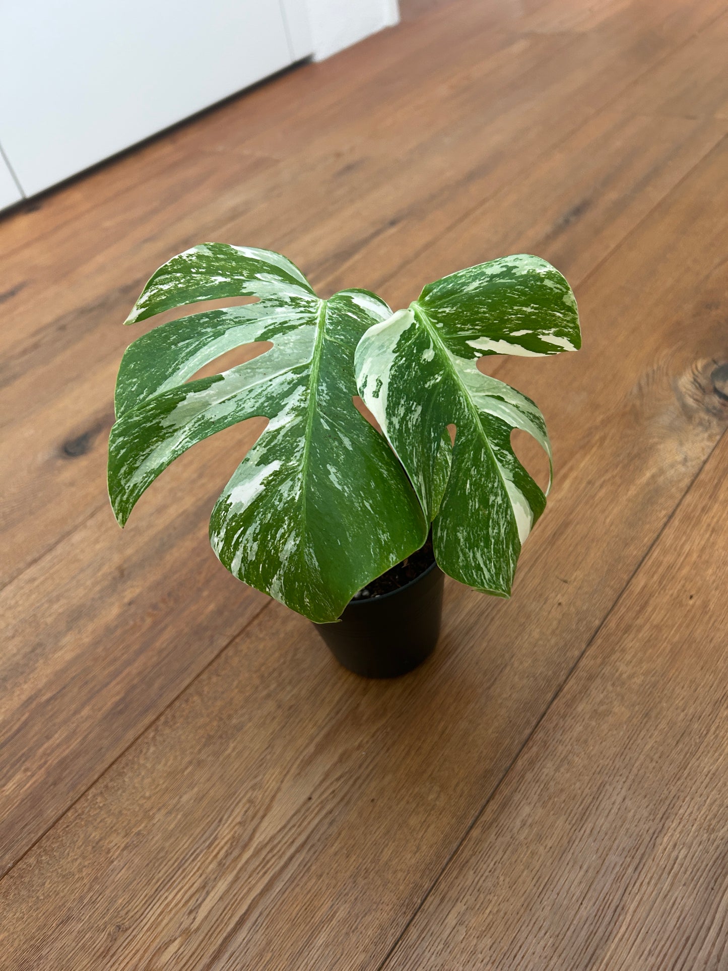 Monstera albo