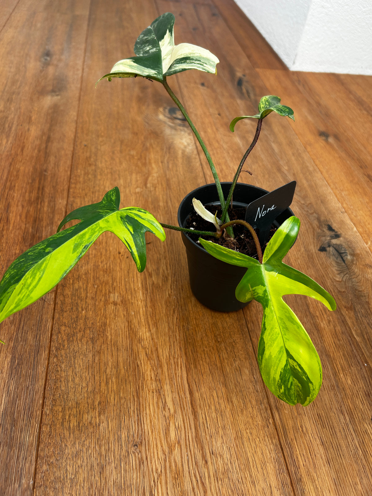 Philodendron Florida Beauty