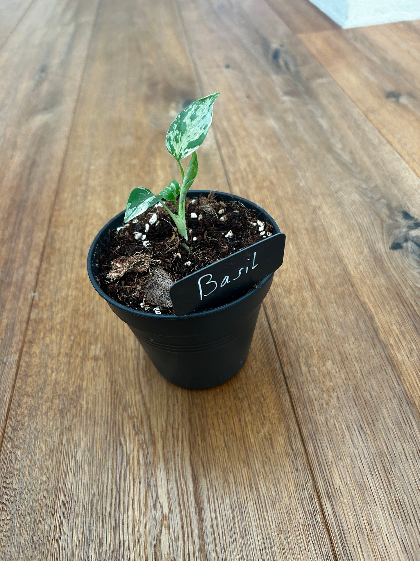 Monstera Bulbasur
