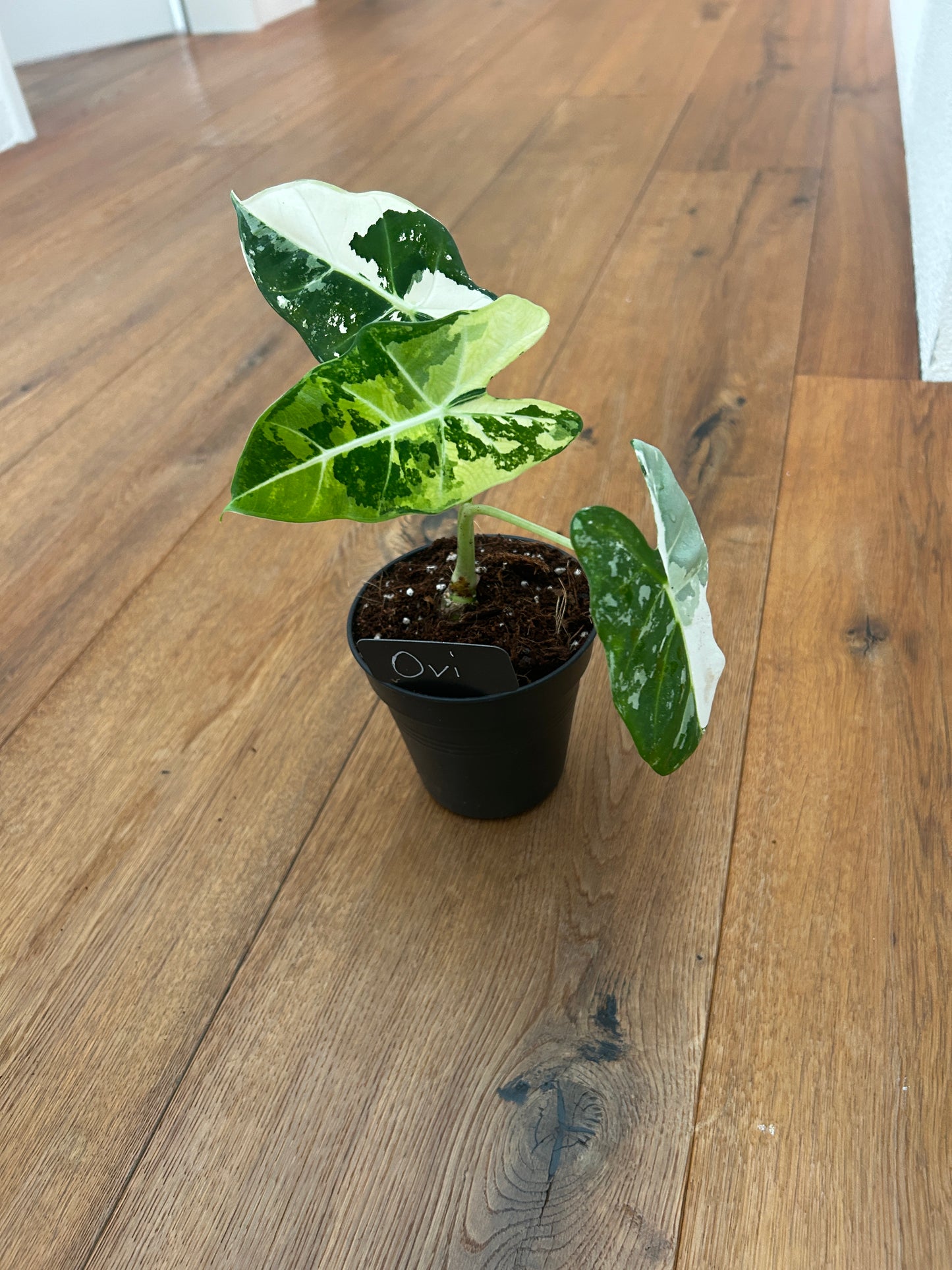 Alocasia Frydrek Variegata