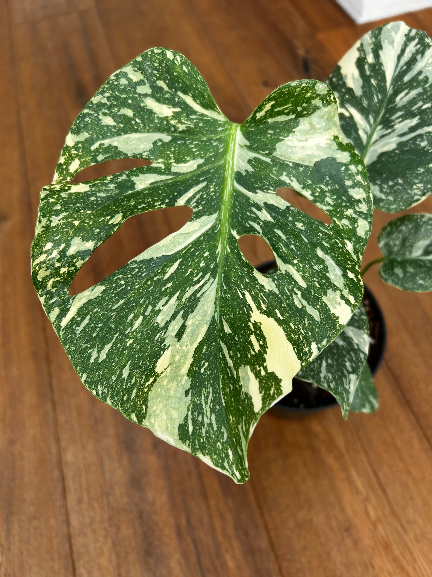 Monstera Thai Constellation Top Genetik