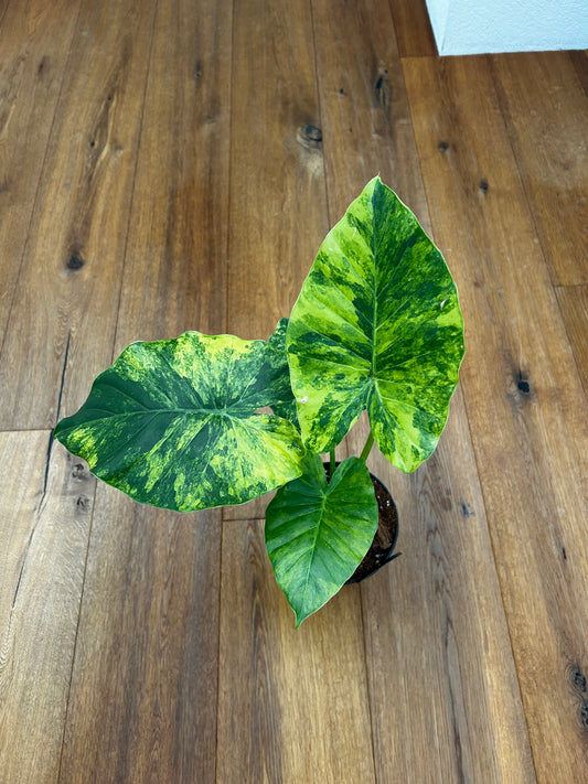 Alocasia Macrorrhiza aurea