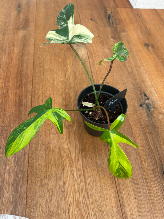 Philodendron Florida Beauty