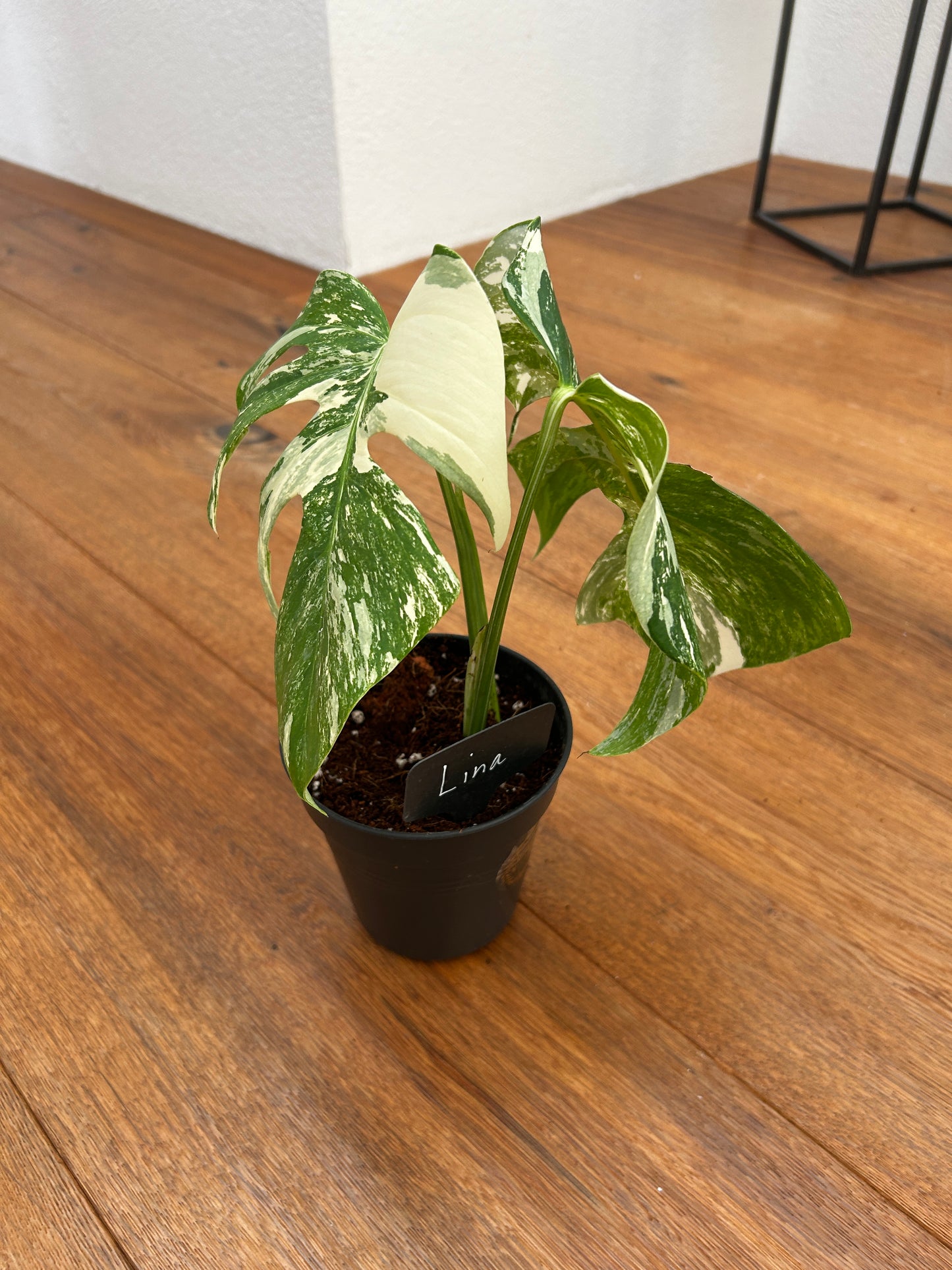 Monstera albo