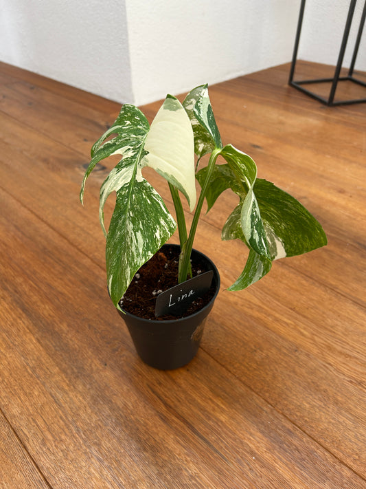 Monstera albo