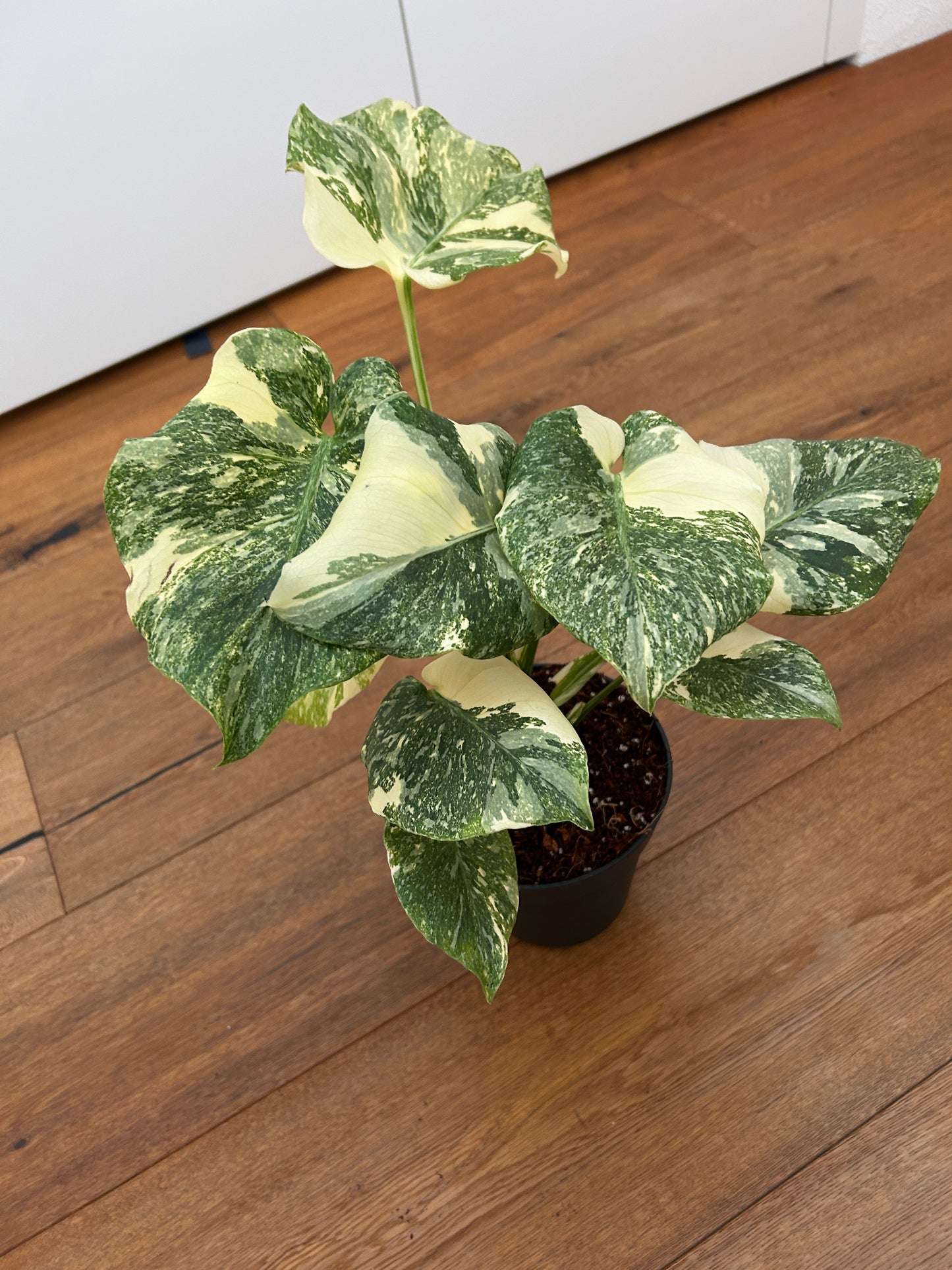 Monstera Thai Constellation Top Genetik