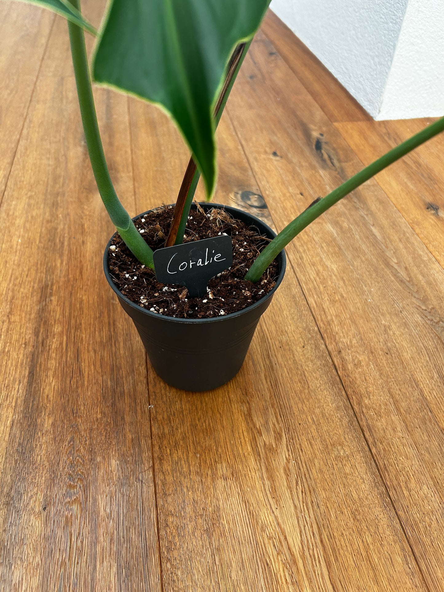 Monstera Burle Marx Flame Kopfsteckling bewurzelt