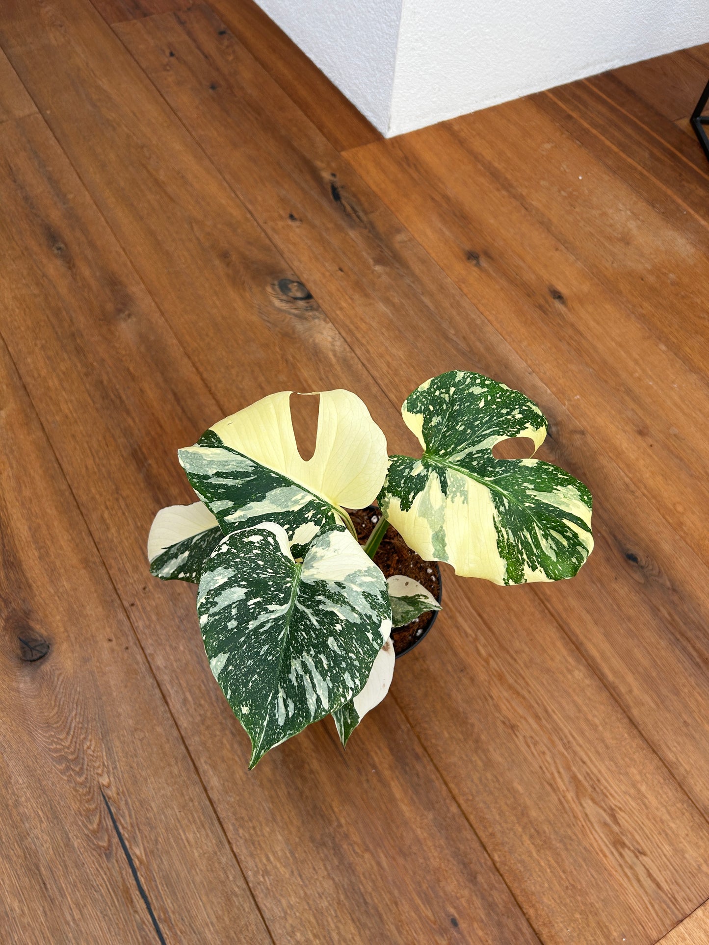 Monstera Thai Constellation Top Genetik