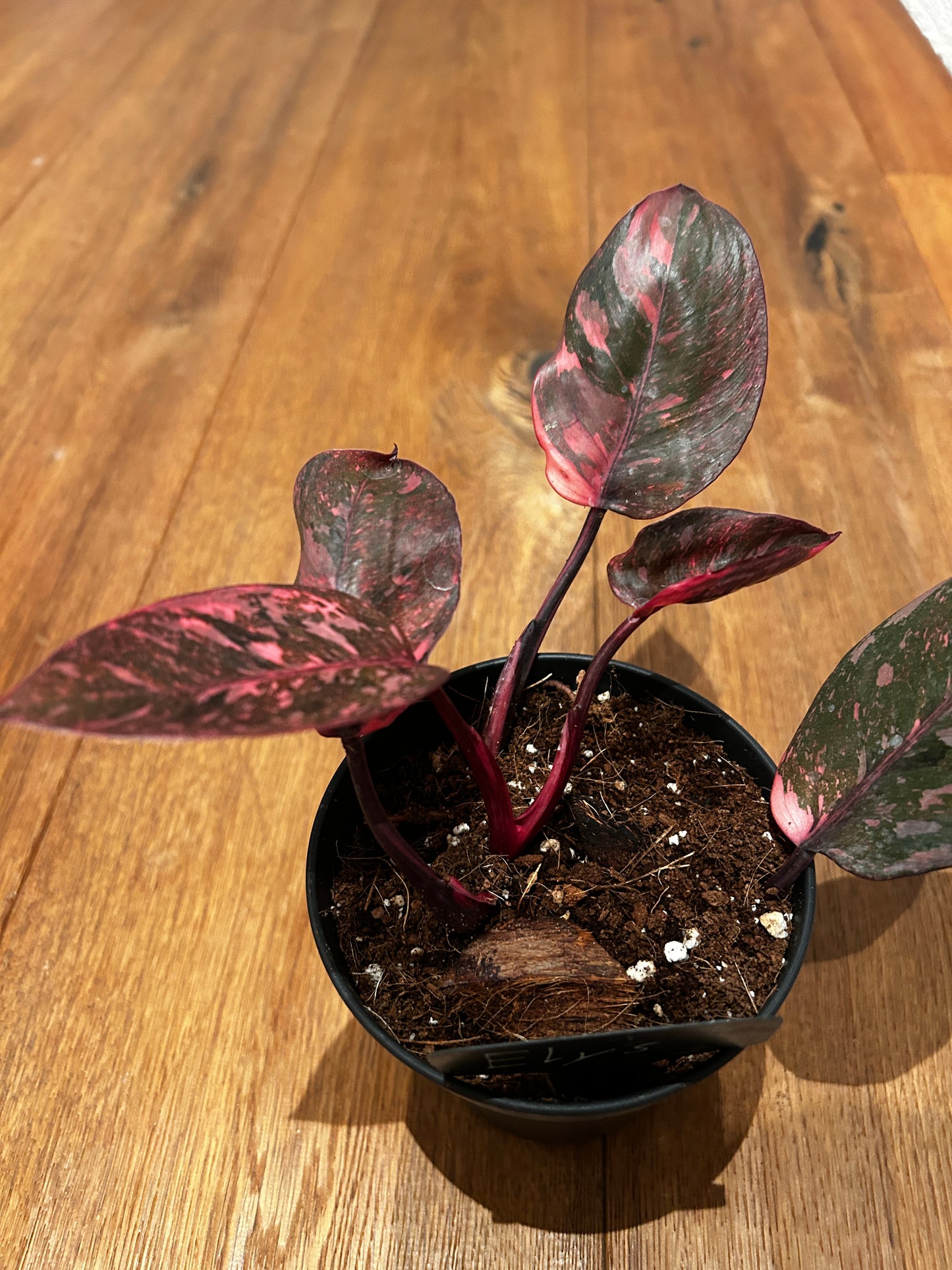 Philodendron Pink Princess Galaxy
