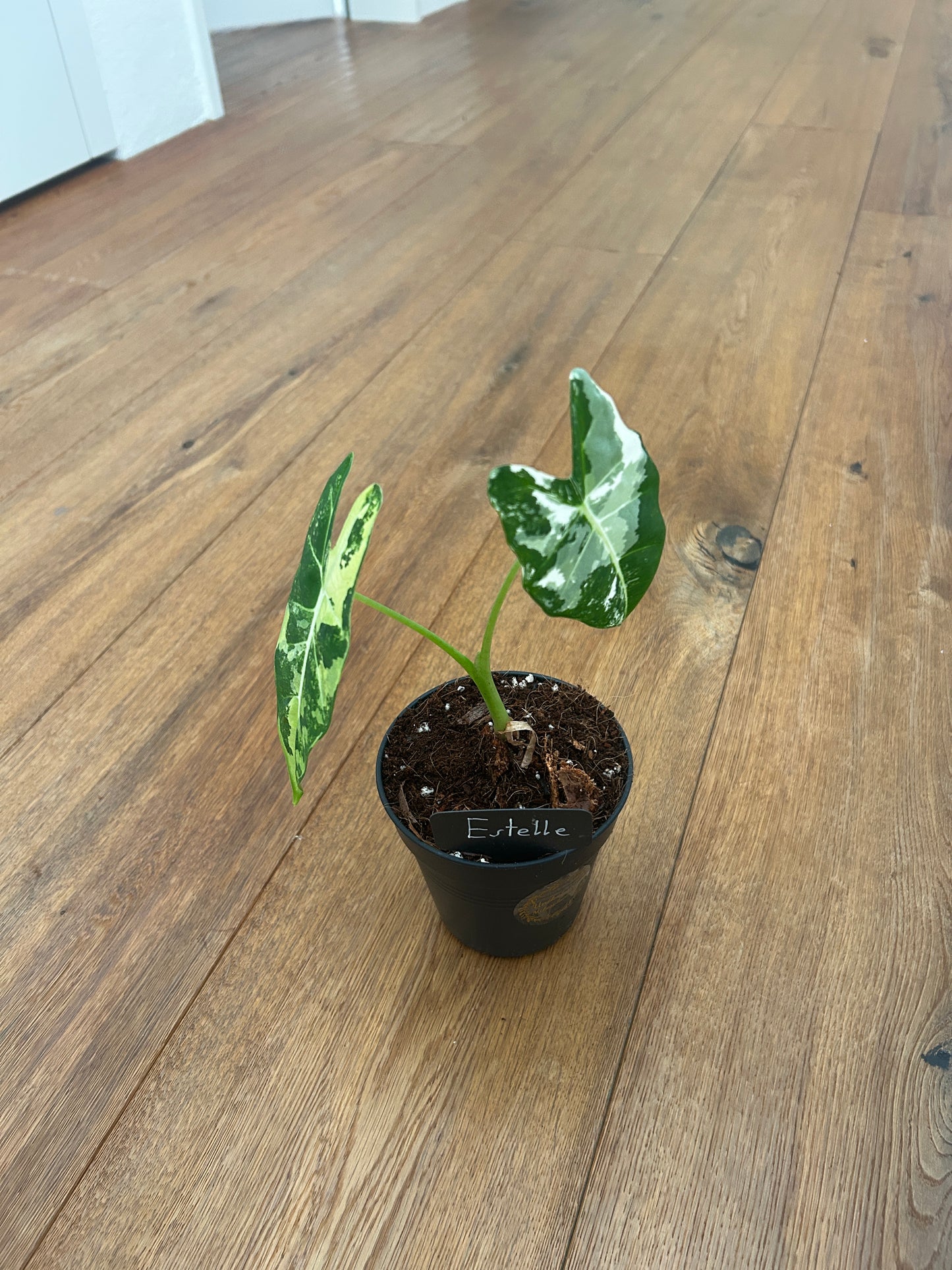 Alocasia Frydrek Variegata
