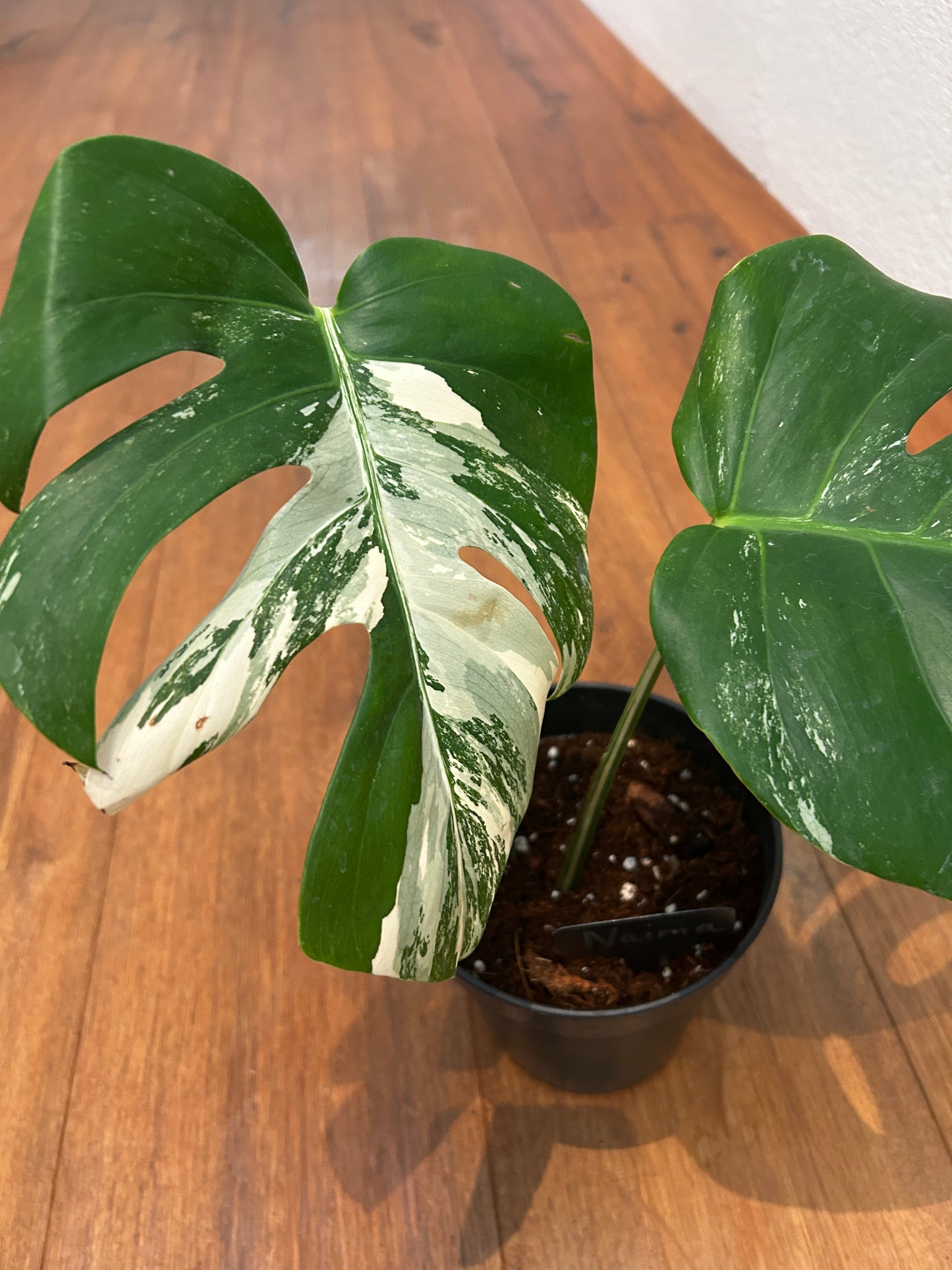 Monstera albo