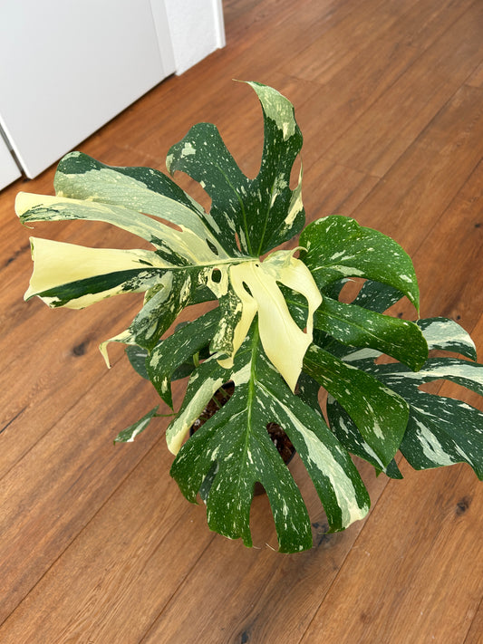 Monstera Thai Constellation Top Genetik