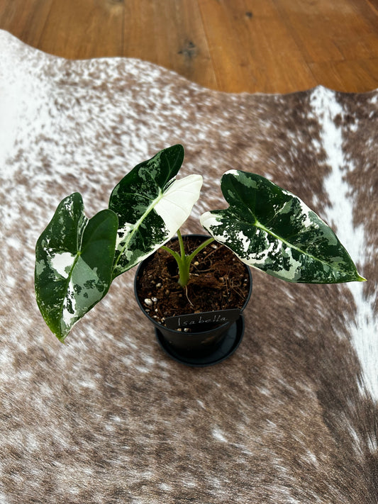 Alocasia Frydrek Variegata