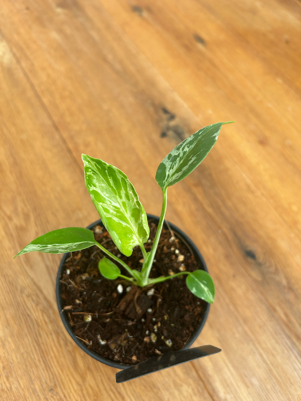 Monstera Bulbasur