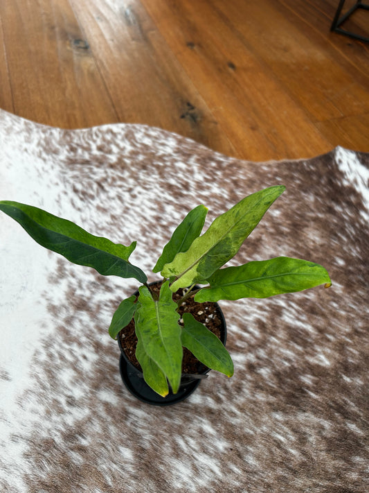 Alocasia Lauterbachiana Variegata