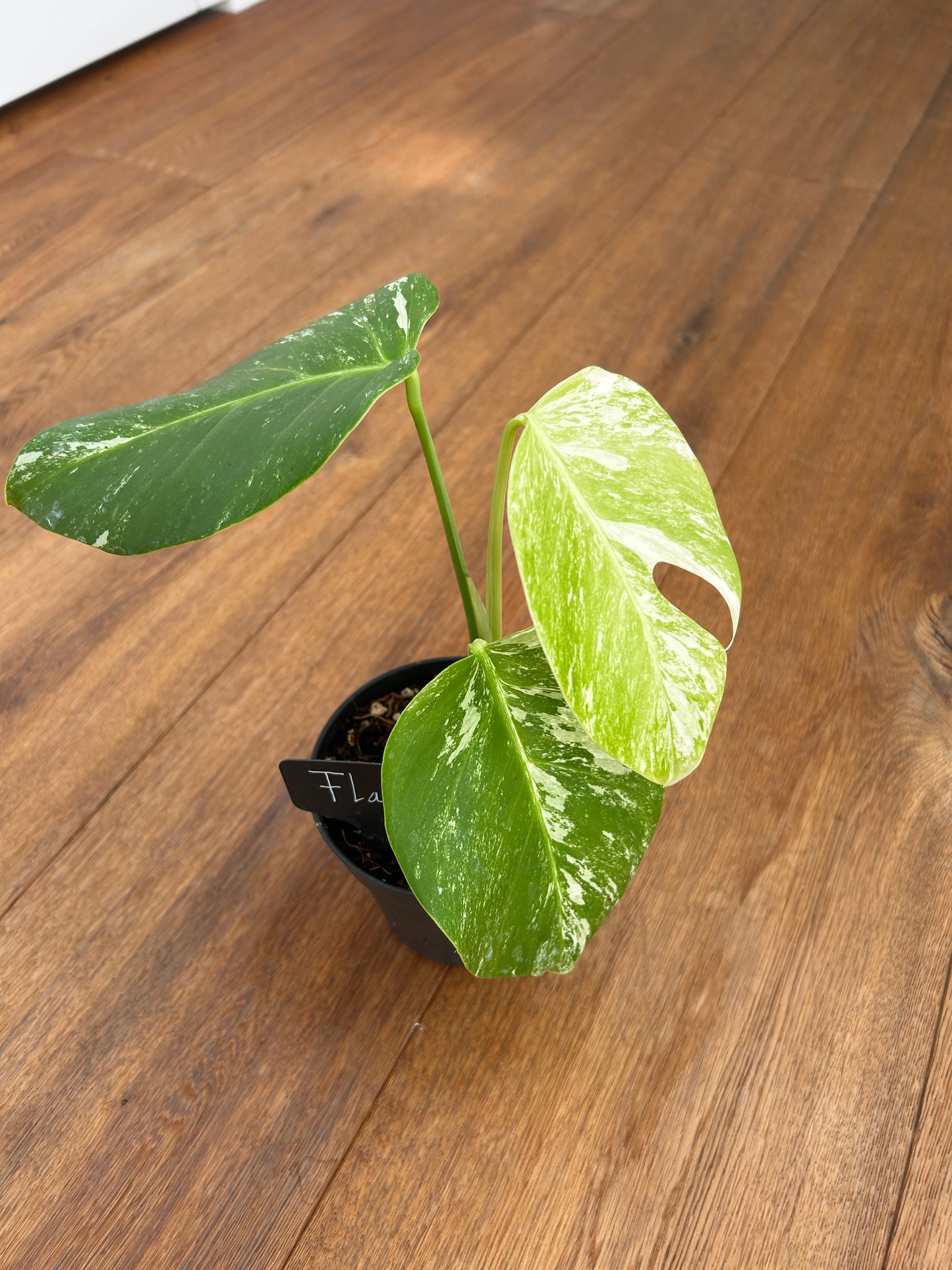 Monstera albo