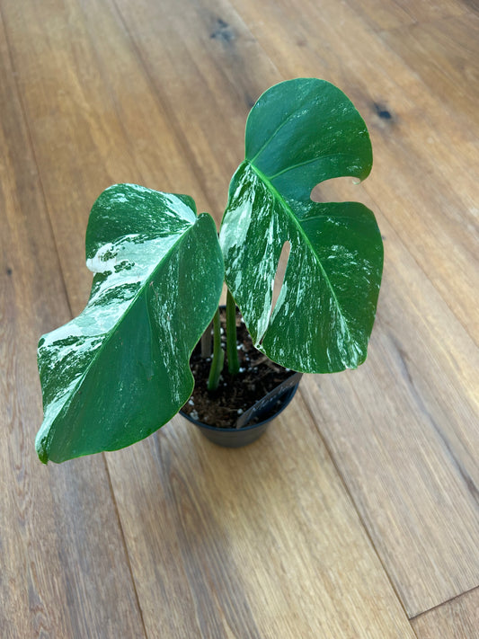 Monstera albo