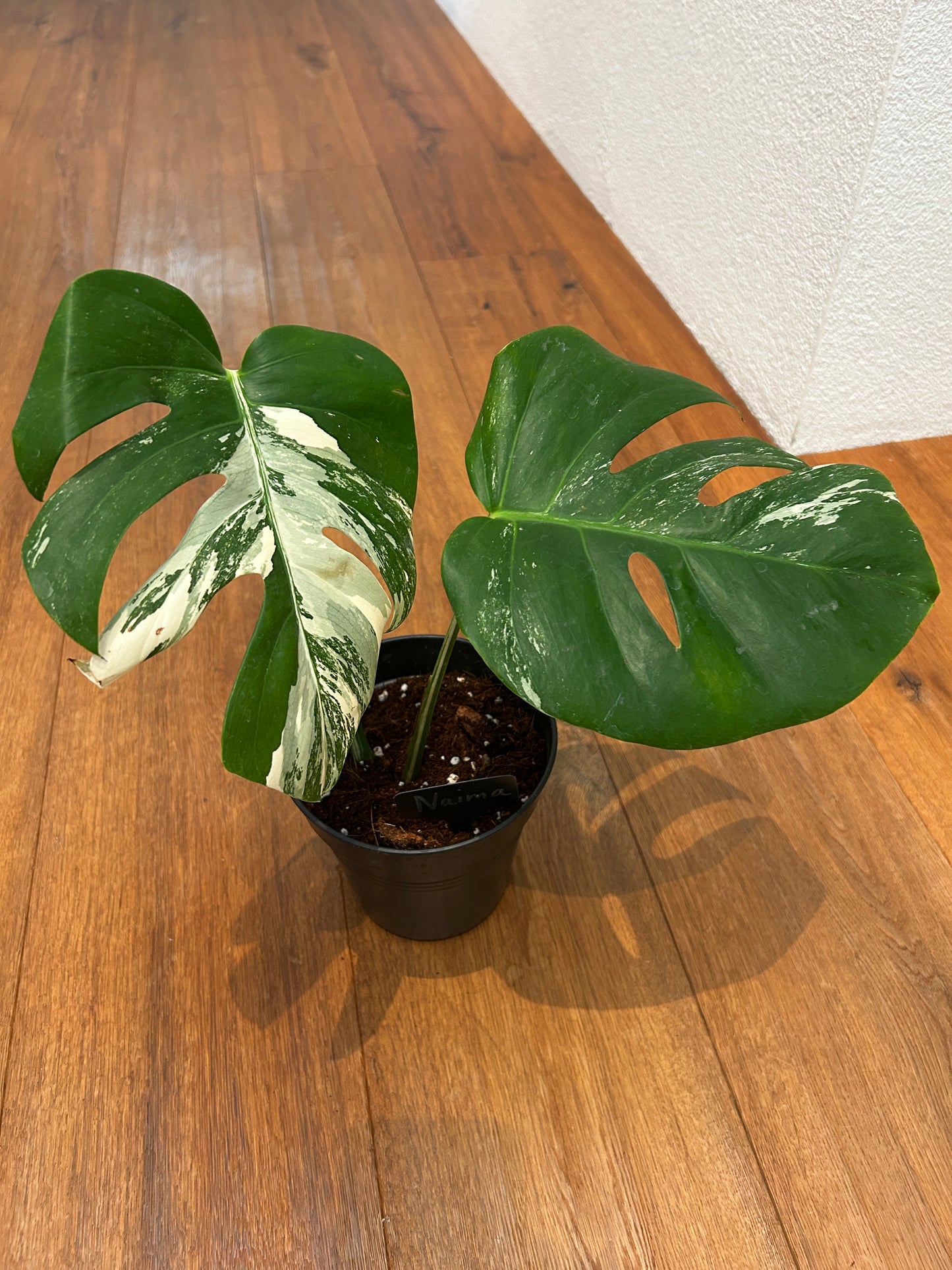 Monstera albo