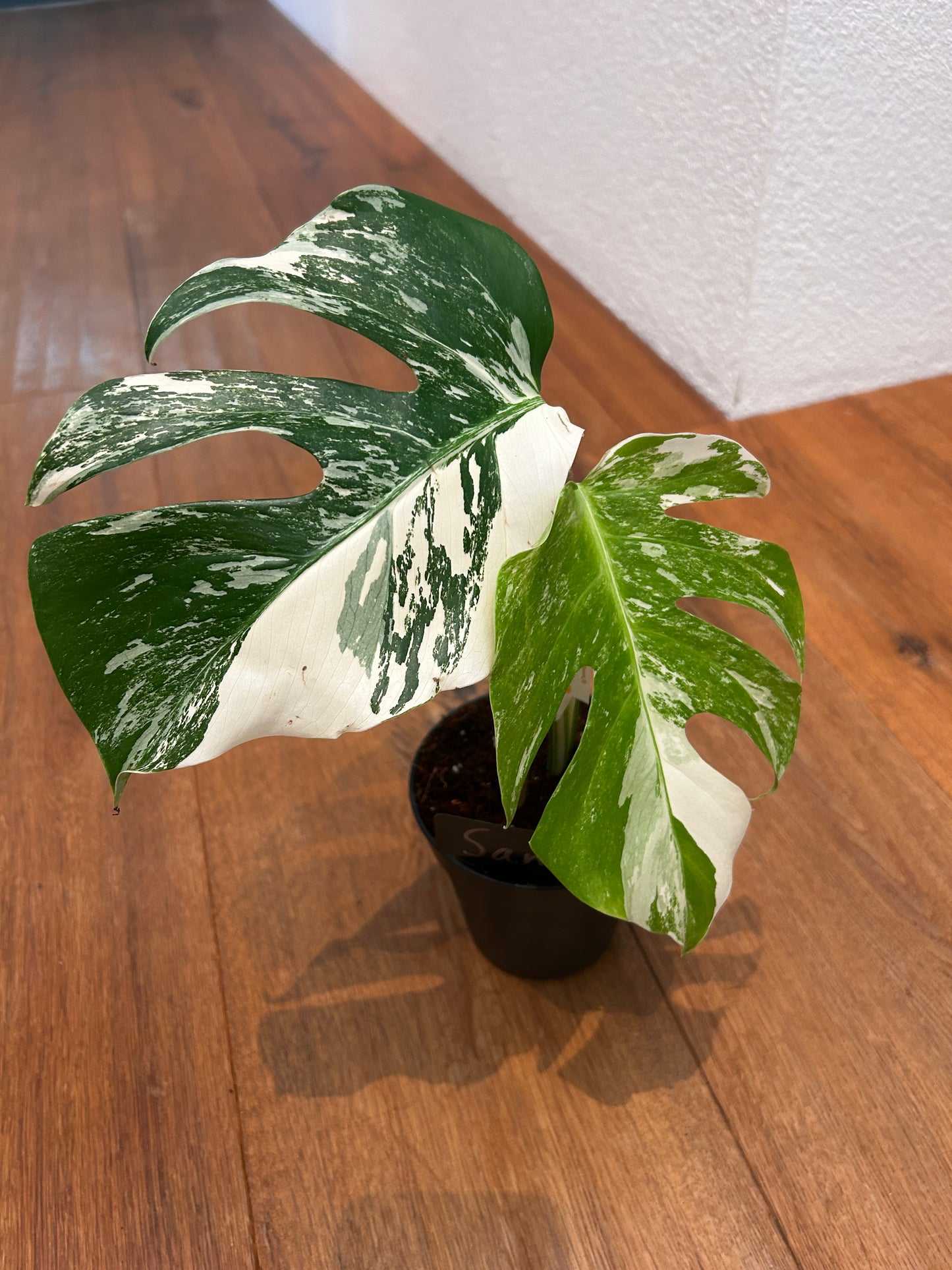 Monstera albo