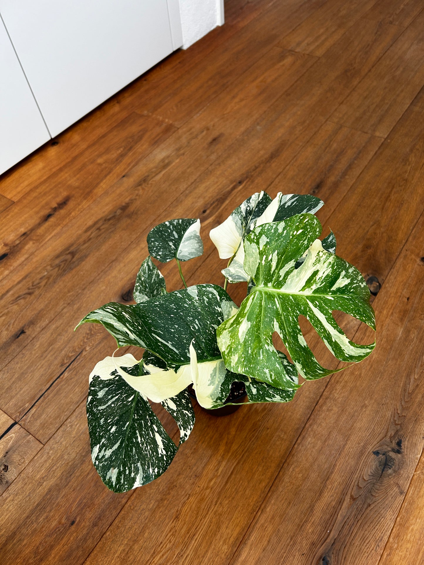 Monstera Thai Constellation