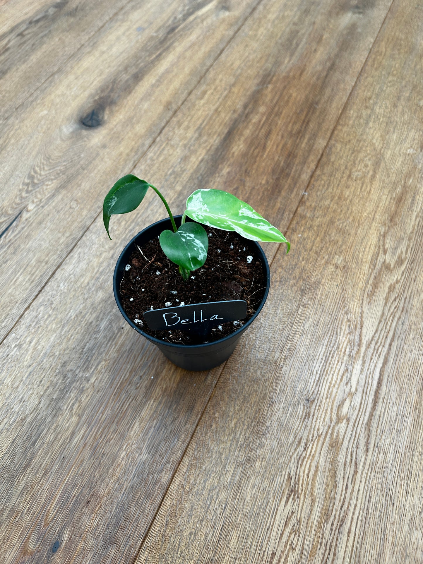 Monstera Bulbasur