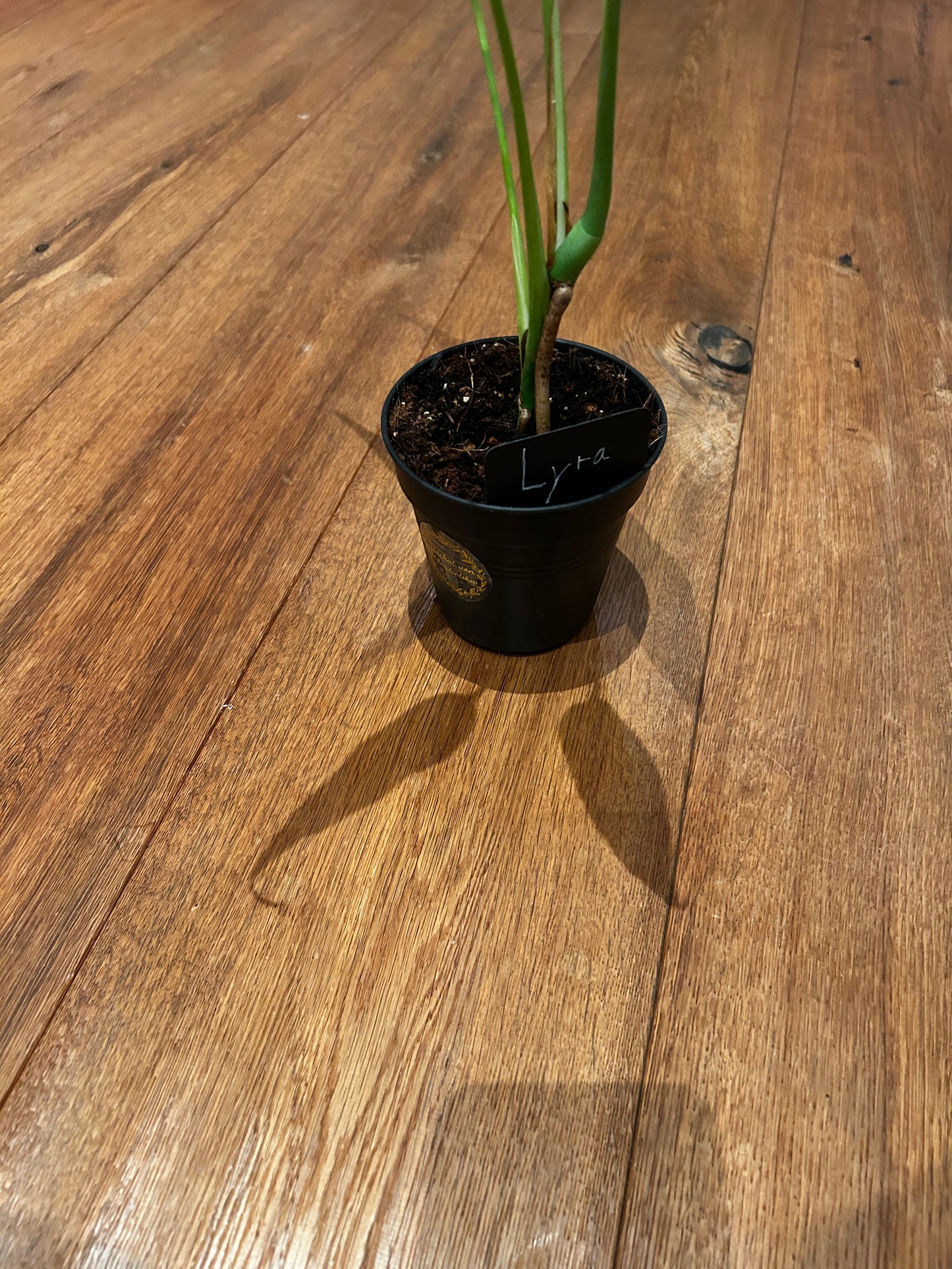Monstera Burle Marx Flame