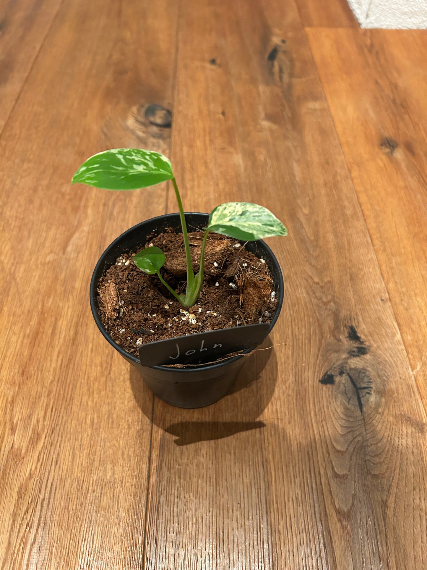 Monstera Bulbasur