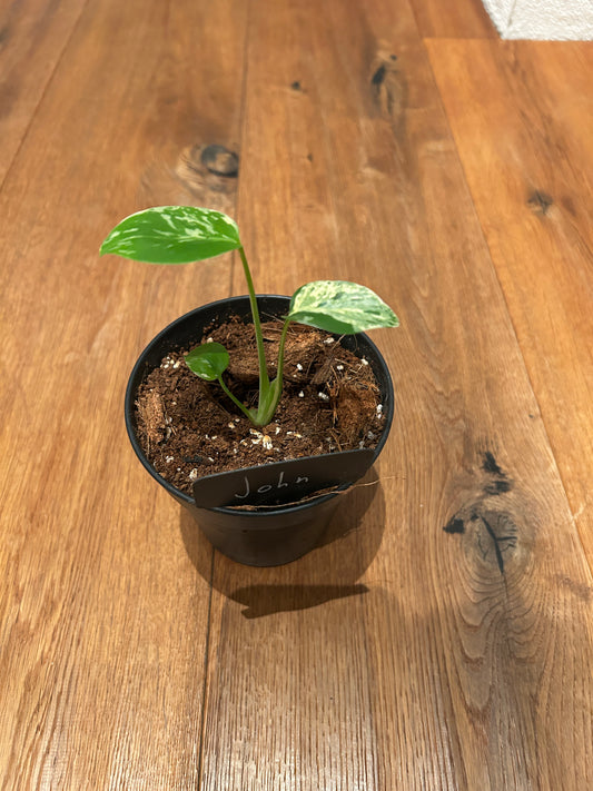 Monstera Bulbasur