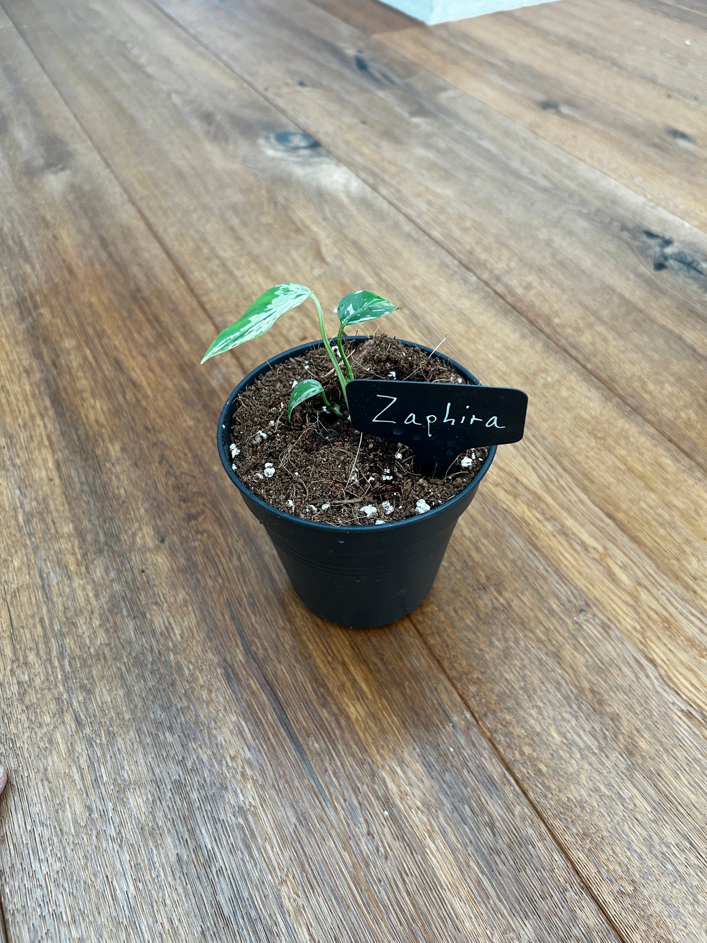 Monstera Bulbasur