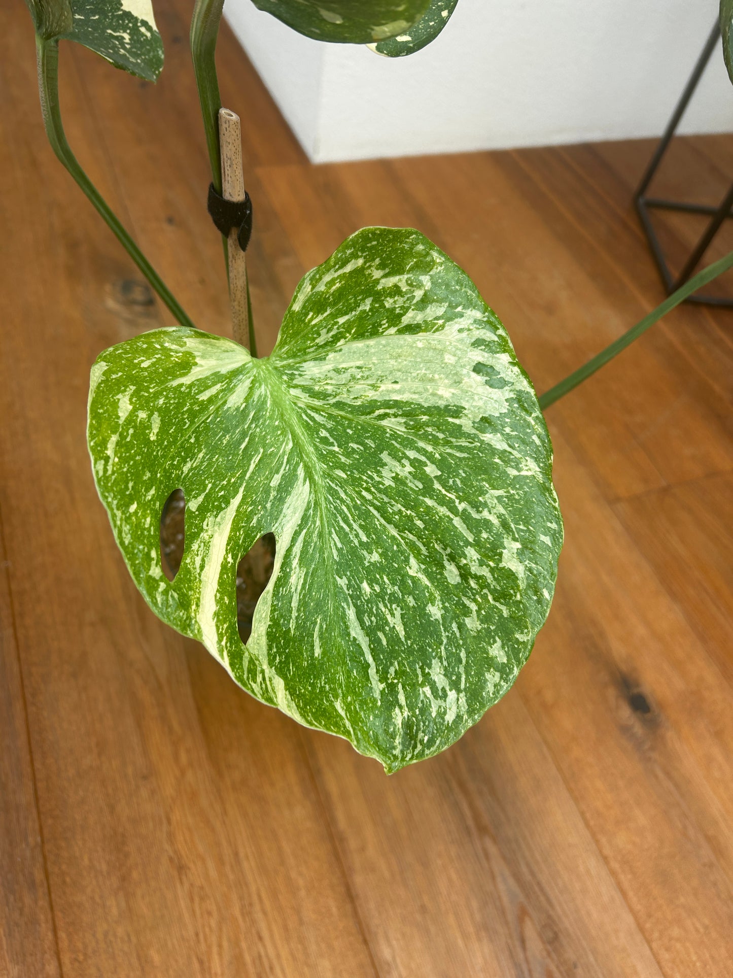 Monstera Medusa extrem selten