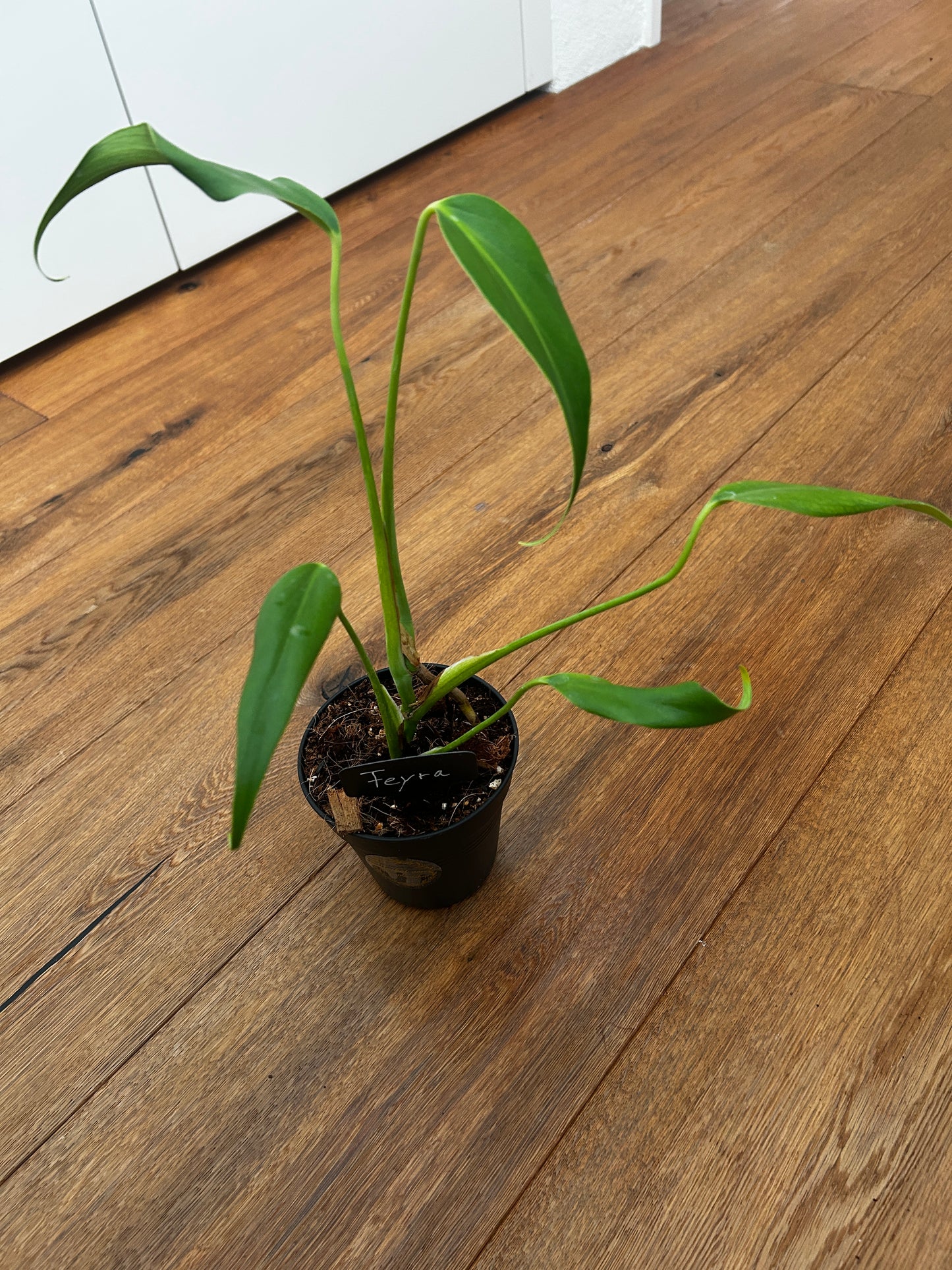 Monstera Burle Marx Flame