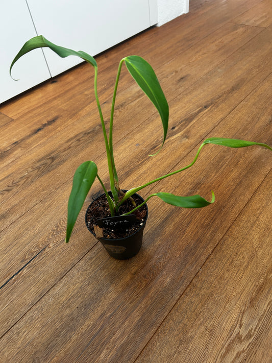 Monstera Burle Marx Flame