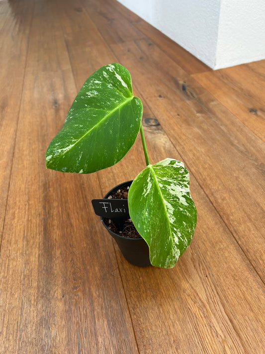 Monstera albo