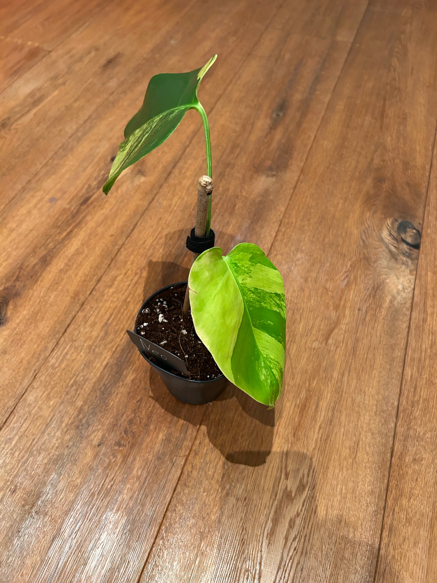 Monstera Aurea