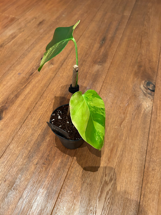 Monstera Aurea