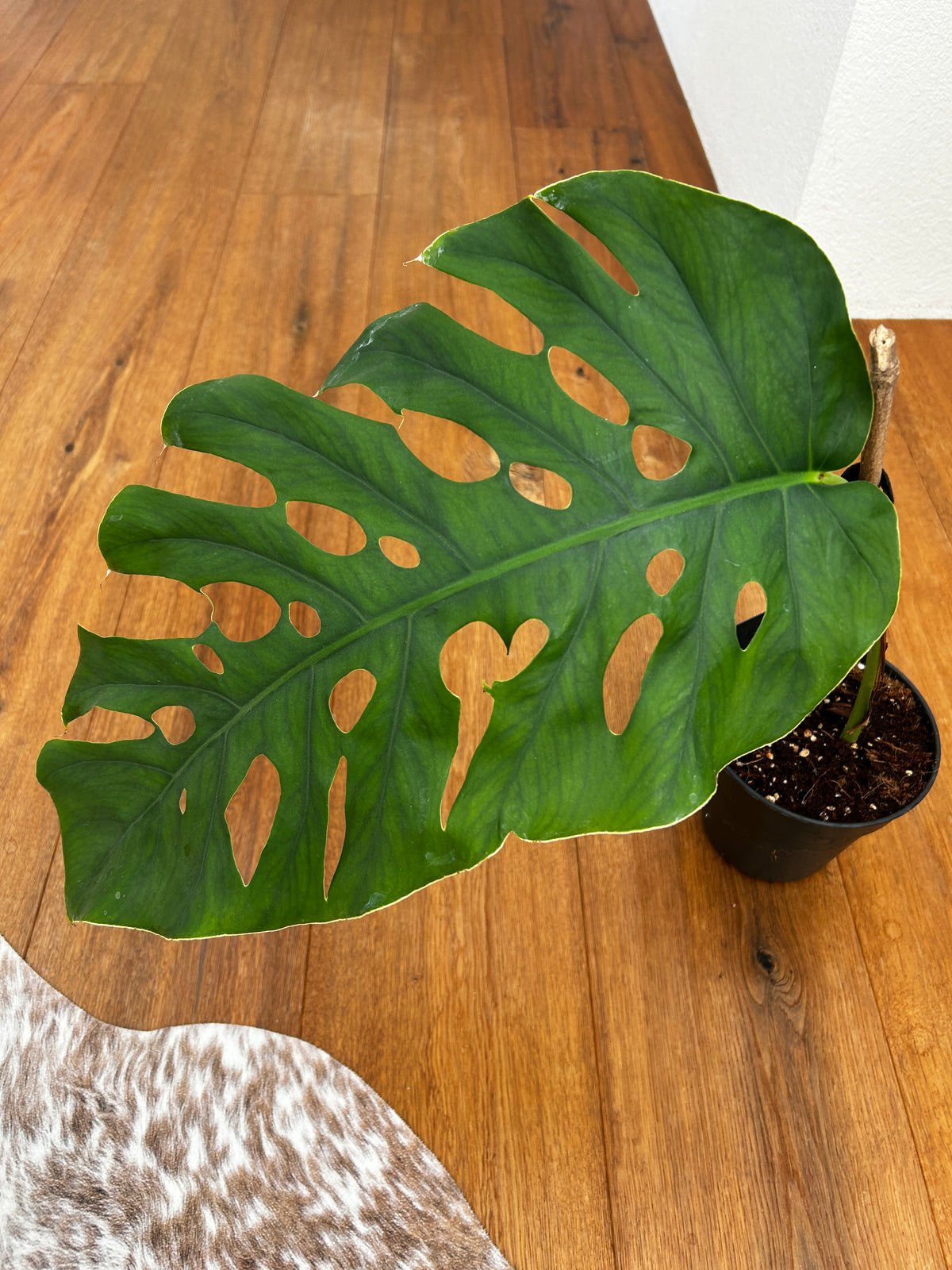 Monstera Dubia XXL Steckling