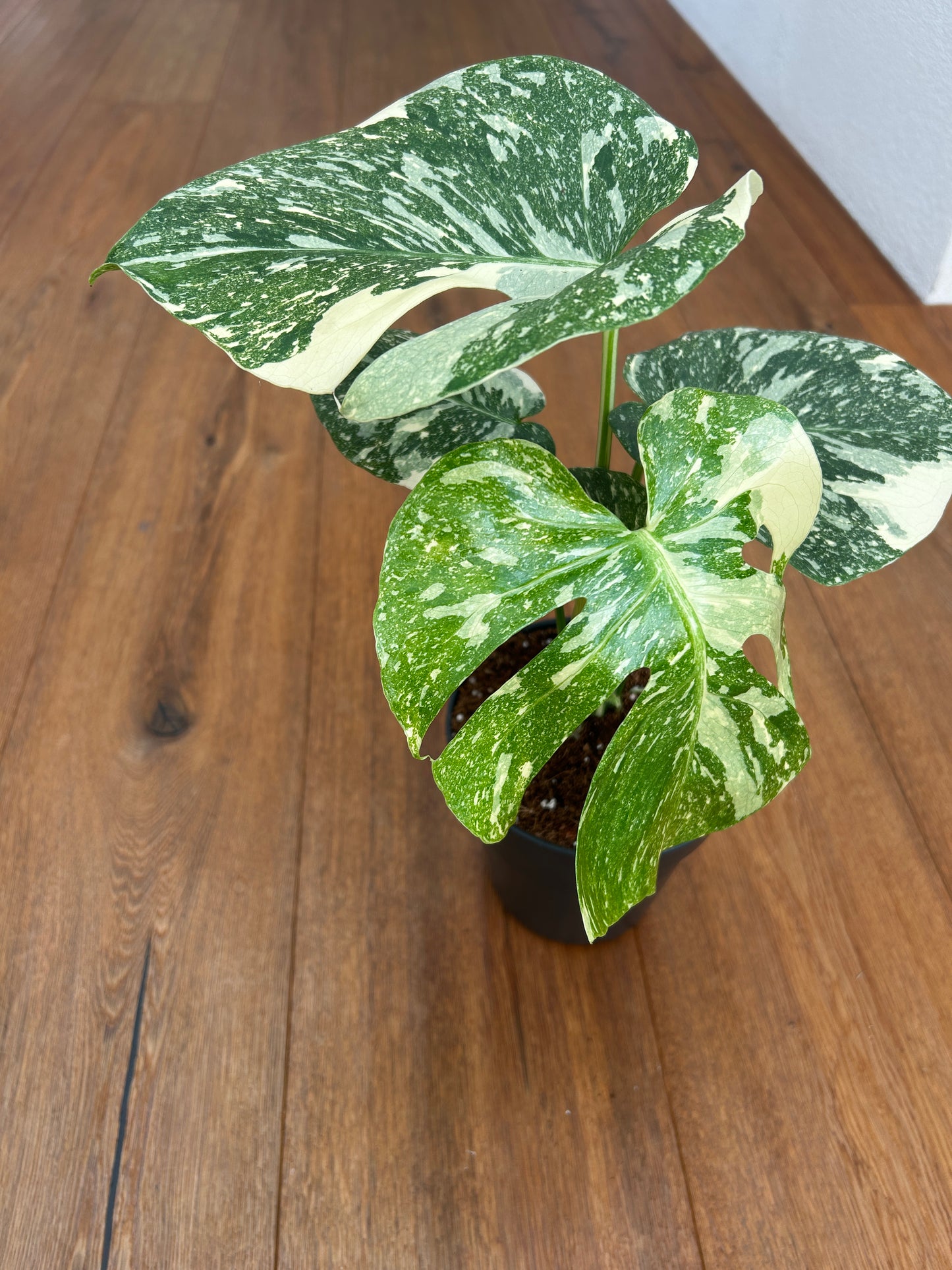 Monstera Thai Constellation